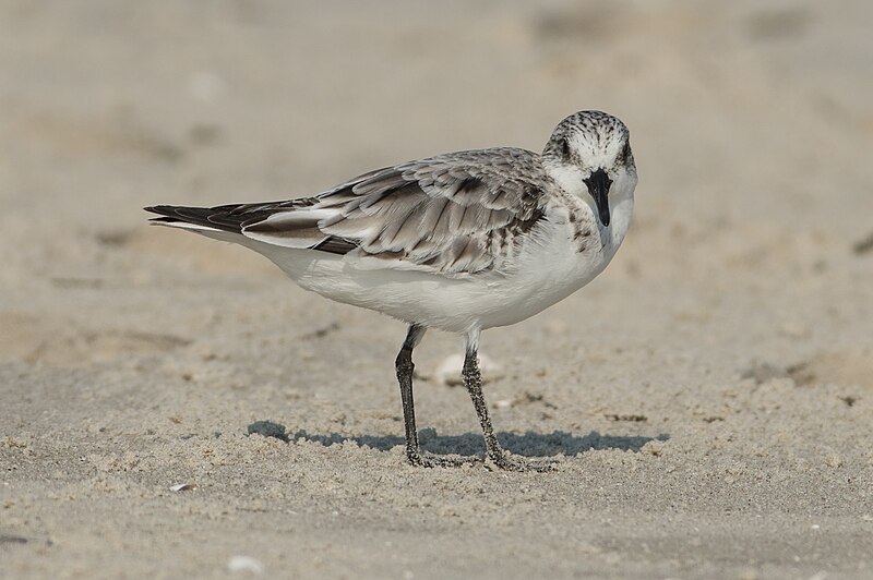 File:Sanderling (Calidris alba).jpg, Amrum.jpg