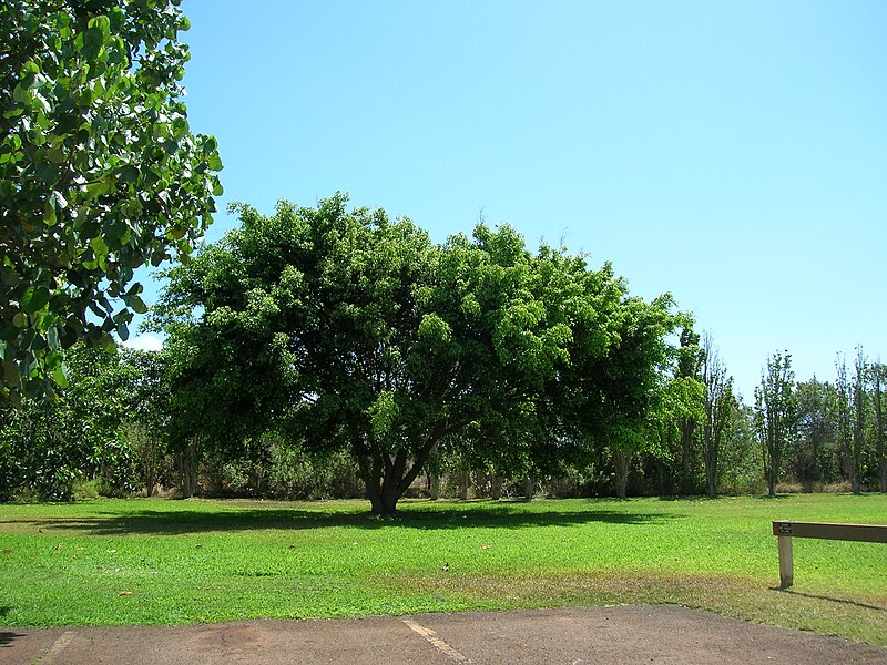 File:Starr 050516-1264 Ficus benjamina.jpg