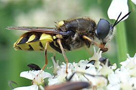 Stratiomyomorpha