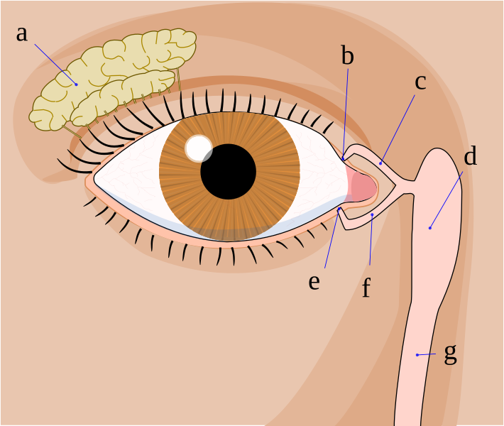 File:Tear system.svg