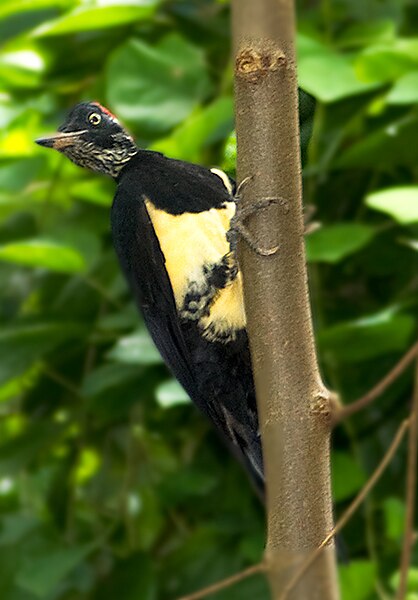 File:Wb-woodpecker.jpg