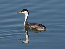 Western grebe swimming in blue water facing left. Its reflection is slightly distorted by ripples in the water.