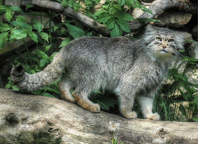 File:2018-Manul01.jpg