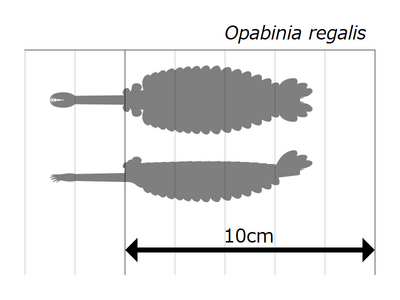 Size estimation