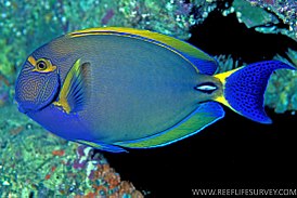 Acanthurus dussumieri