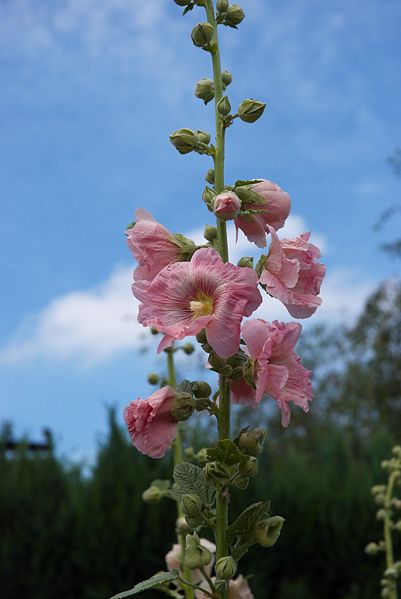 Файл:Alcea rosea C.jpg