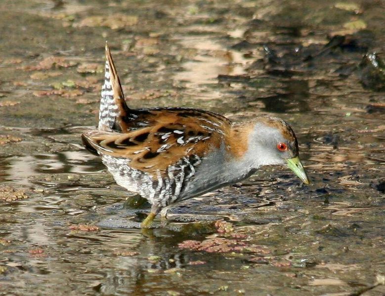 Файл:Baillon's crake.jpg