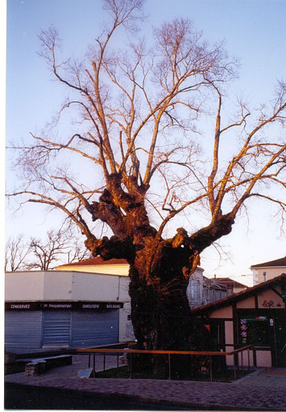 File:Biscarrosse Elm 2.jpg