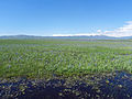 Camas Prairie Centennial Marsh