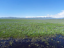 Camas Prairie Centennial Marsh.JPG