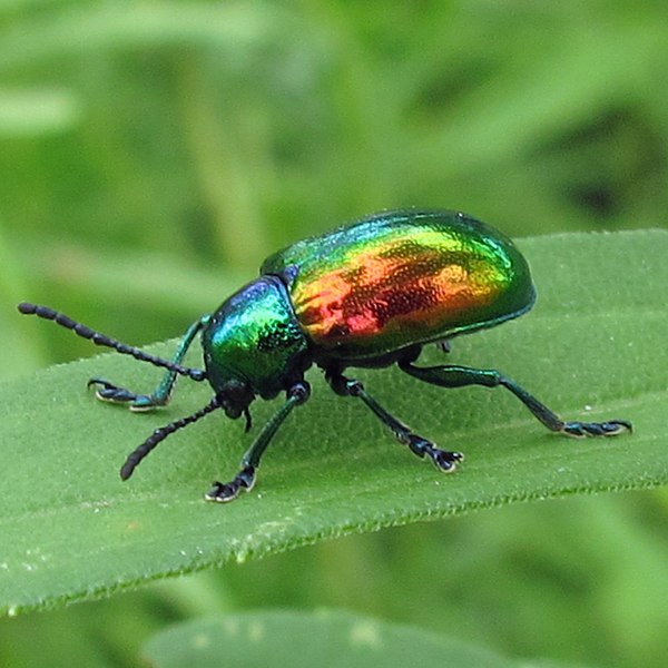 File:Chrysochus auratus 1.jpg