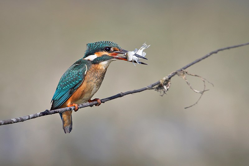 File:Common Kingfisher-Alcedo atthis.jpg