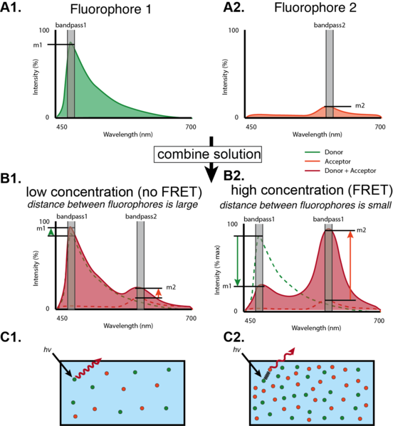 File:Concept of FRET.png