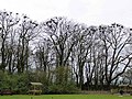 Rook and Eurasian Jackdaw nests