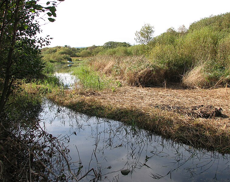 File:Dawlish Warren pond.jpg