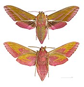 Deilephila