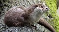 A European otter