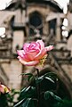 One of the many roses in the flower garden behind Notre Dame.