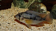 Geophagus brasiliensis.jpg