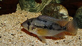 Бразильский землеед (Geophagus brasiliensis)