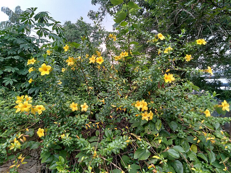 File:Golden trumpet plant 2.jpg