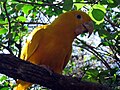 Golden conure, one of the many exotic birds in the aviary