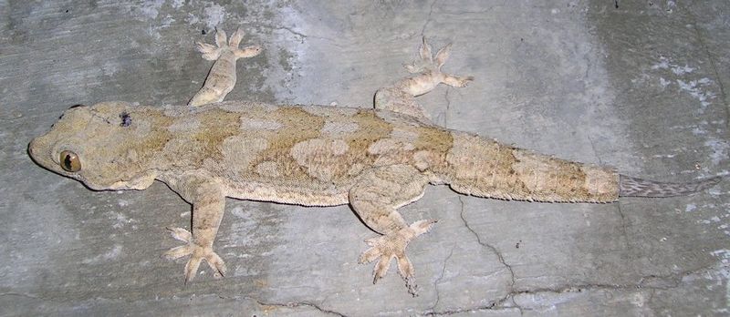 File:Hemidactylus dindigal full.jpg