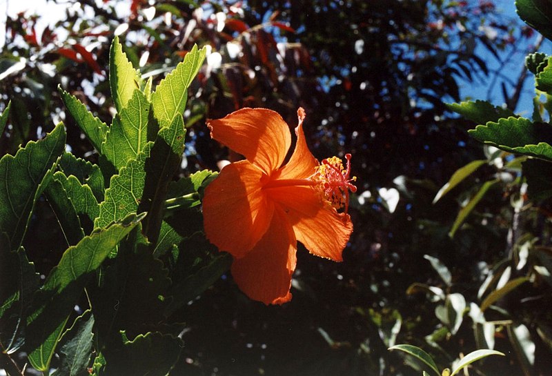 File:Hibiscus kokio Kokee2.jpg