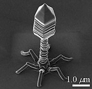 A model of bacteriophage grown by IBID