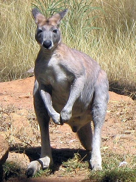 File:Macropus antilopinus 1.jpg