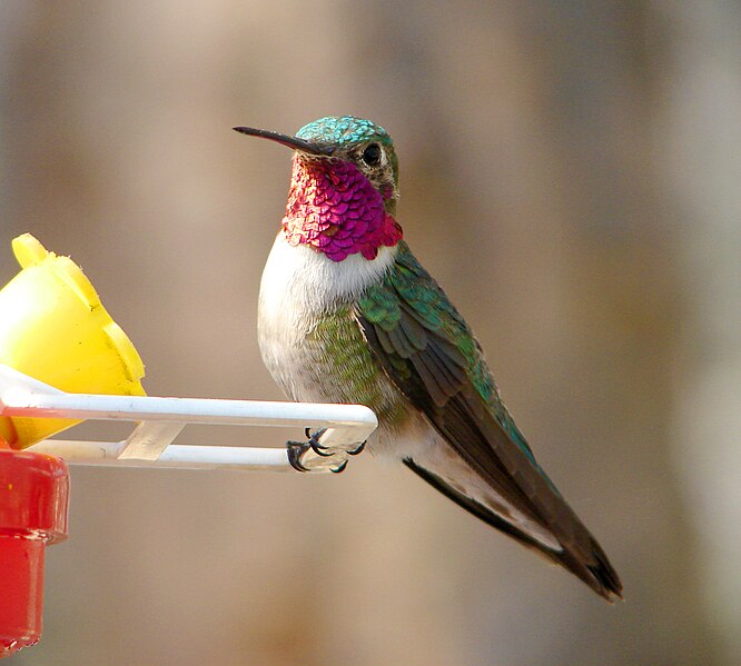 File:Male Broad-tailed Hummingbird 1.jpg