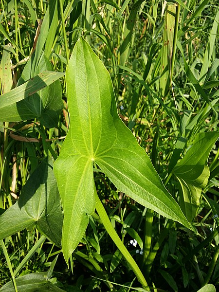 Файл:Sagittaria sagittifolia sl35.jpg