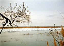 Предзимье в нижнем течении Сырдарьи.