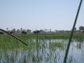 Okavango Delta