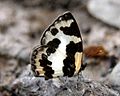 Elbowed Pierrot (Pycnophallium elna) at Jairampur, Arunachal Pradesh, India