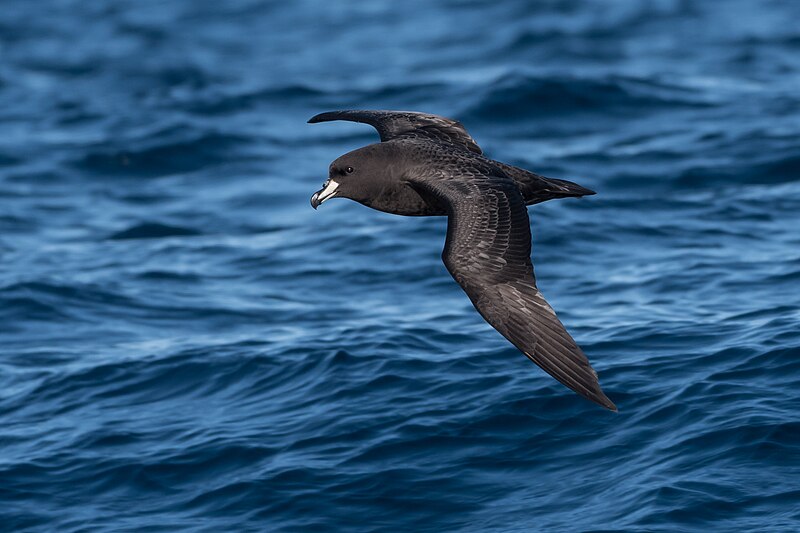 File:Westland Petrel in flight.jpg