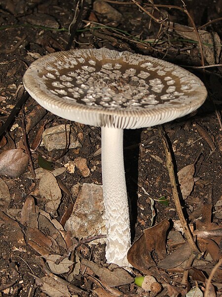 File:Amanita inaurata.JPG