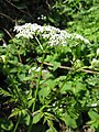 Купырь лесной (Anthriscus sylvestris)