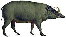 Babiroussa (white background).jpg