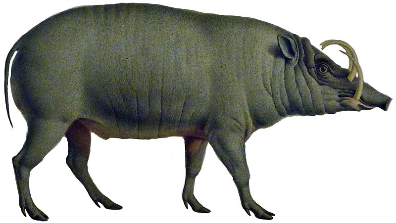 Файл:Babiroussa (white background).jpg