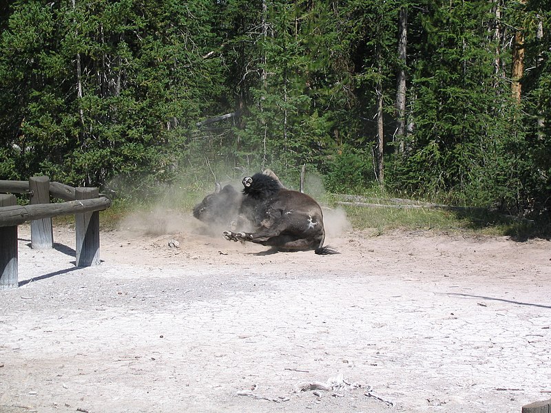 File:Bison Dust Bath.jpg