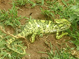 Chameleon found in Mysore, Southern India