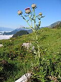 Woolly thistle