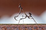 Empusa fasciata caminando sobre una vía férrea en Arcadia, sur de Grecia