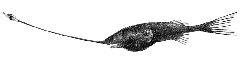 File:Gigantactis vanhoeffeni.jpg