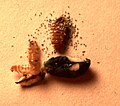 Shows the larva of an Anthrenus verbasci beetle, frass, caste skin & a single grain of blue rodent bait damaged by the larva