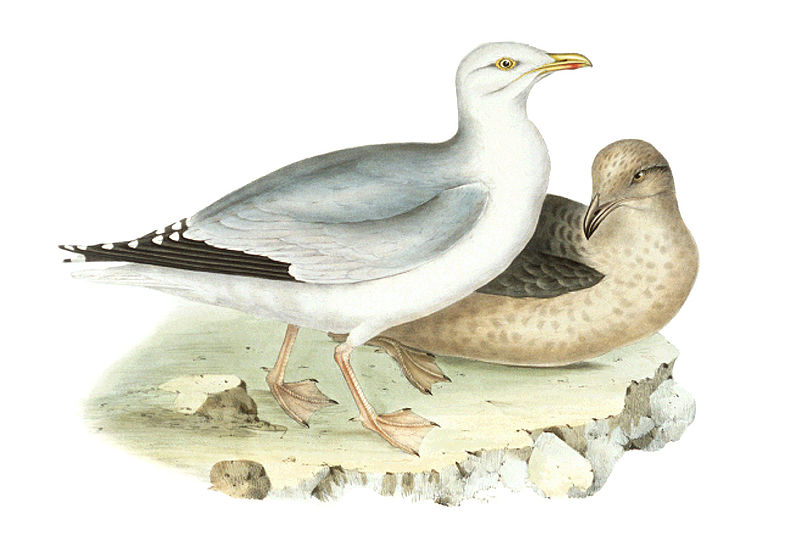 File:Larus argentatus Gould.jpg