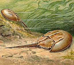 Horseshoe crabs are living fossils, essentially unchanged for 450 Ma