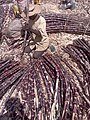 Hausa man selling sugarcane at Kaduna in Nigeria