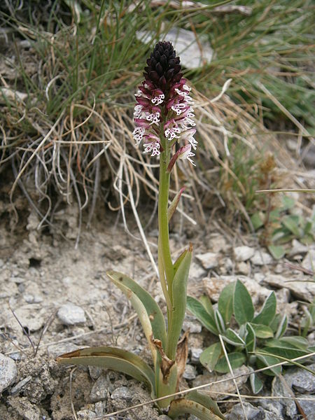 File:Neotinea ustulata 004.JPG